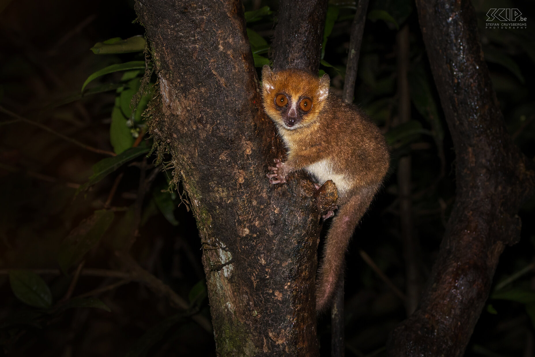 Ranomafana - Rode muismaki De rode muismaki (Brown mouse lemur, Microcebus rufus) is niet alleen de kleinste maki maar ook ook een van de kleinste primaten ter wereld.  Stefan Cruysberghs